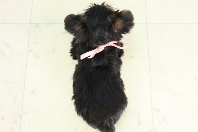 群馬県のヨークシャーテリア (Coo&RIKU藤岡店/2026年6月12日生まれ/女の子/スチールブルータン)の子犬の4枚目の画像
