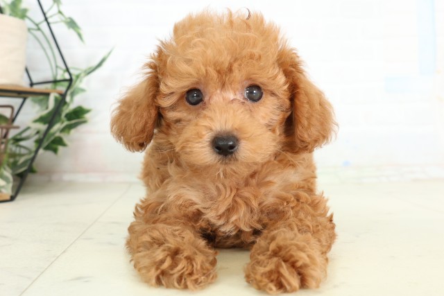 神奈川県のトイプードル(トイ) (Coo&RIKU藤沢店/2026年6月11日生まれ/男の子/アプリコット)の子犬の1枚目の画像