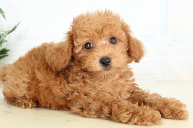 神奈川県のトイプードル(トイ) (Coo&RIKU藤沢店/2026年6月11日生まれ/男の子/アプリコット)の子犬の2枚目の画像