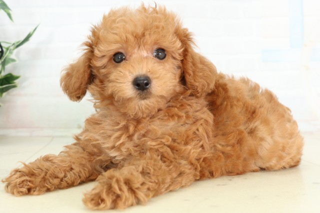 神奈川県のトイプードル(トイ) (Coo&RIKU藤沢店/2026年6月11日生まれ/男の子/アプリコット)の子犬の3枚目の画像