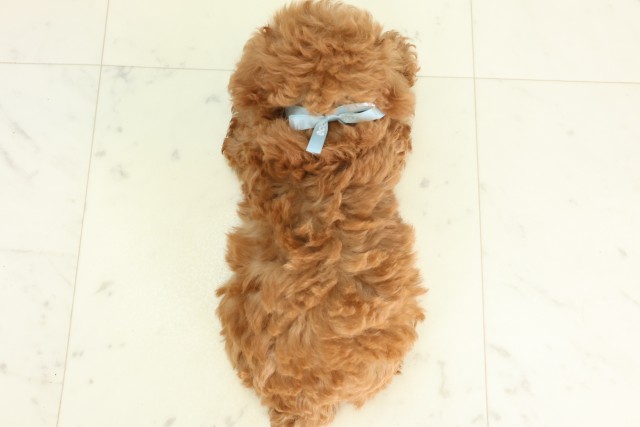 神奈川県のトイプードル(トイ) (Coo&RIKU藤沢店/2026年6月11日生まれ/男の子/アプリコット)の子犬の4枚目の画像