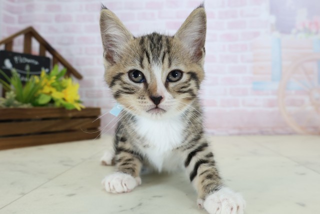 愛媛県のマンチカン (Coo&RIKU大洲店/2026年6月8日生まれ/男の子/ブラウンタビーホワイト)の子猫の1枚目の画像