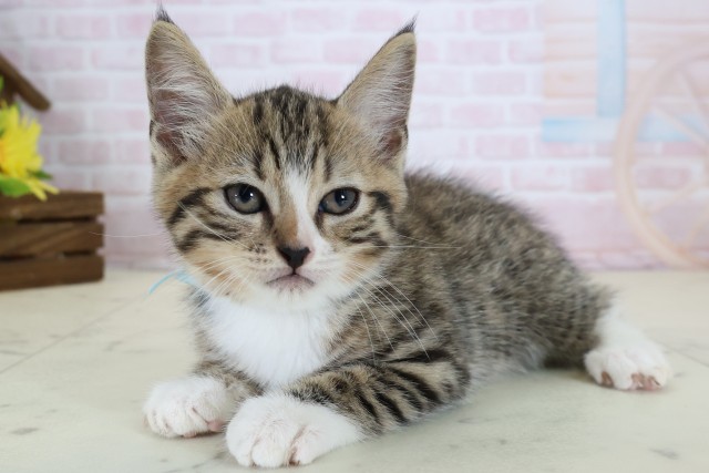 愛媛県のマンチカン (Coo&RIKU大洲店/2026年6月8日生まれ/男の子/ブラウンタビーホワイト)の子猫の3枚目の画像