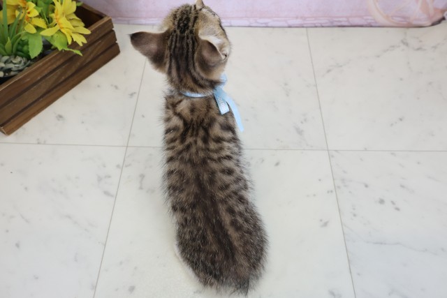 愛媛県のマンチカン (Coo&RIKU大洲店/2026年6月8日生まれ/男の子/ブラウンタビーホワイト)の子猫の4枚目の画像