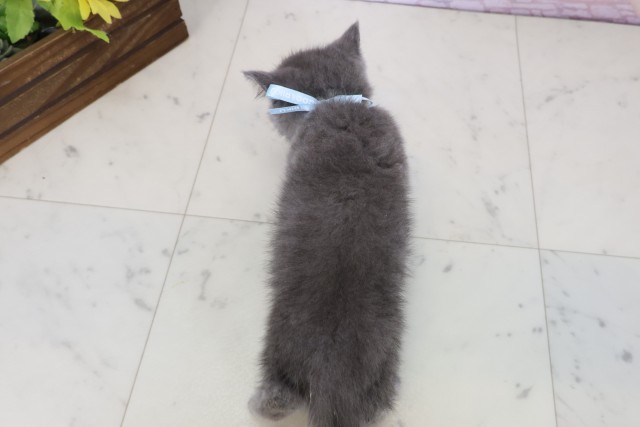 福岡県のエキゾチック (Coo&RIKUゆめタウン飯塚店/2026年6月3日生まれ/男の子/ブルー)の子猫の4枚目の画像