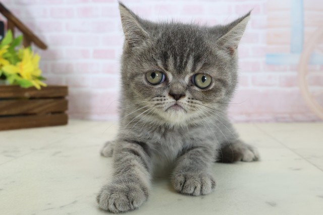 神奈川県のエキゾチック (Coo&RIKU秦野店/2026年6月3日生まれ/女の子/ブルータビー)の子猫の1枚目の画像