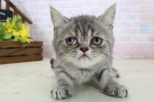 神奈川県のエキゾチック (Coo&RIKU藤沢店/2026年6月3日生まれ/女の子/ブルータビー)の子猫の1枚目の画像
