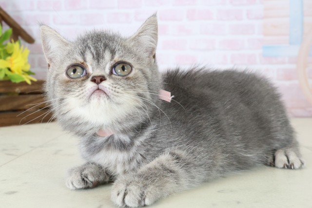 神奈川県のエキゾチック (Coo&RIKU藤沢店/2026年6月3日生まれ/女の子/ブルータビー)の子猫の3枚目の画像
