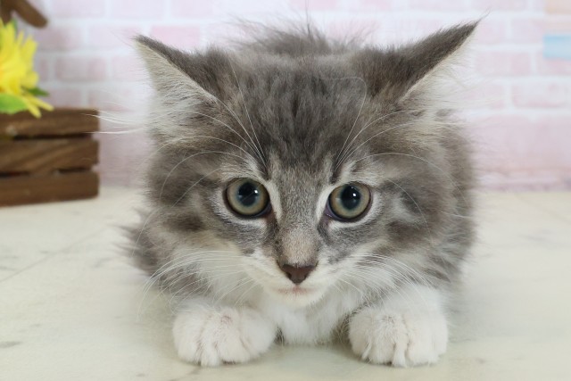 ノルウェージャン・フォレストキャット