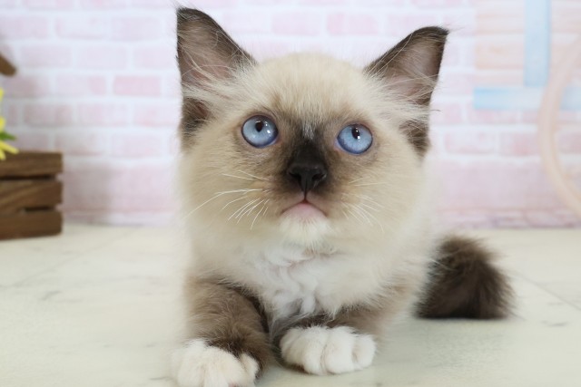 神奈川県のラグドール (Coo&RIKU藤沢店/2026年6月4日生まれ/男の子/シールポイントミテッド)の子猫の1枚目の画像