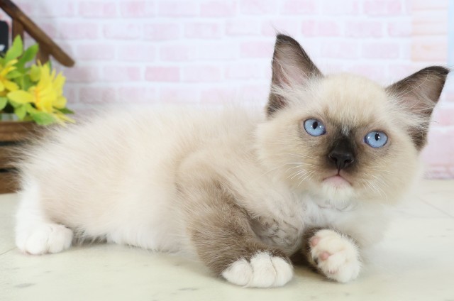 神奈川県のラグドール (Coo&RIKU藤沢店/2026年6月4日生まれ/男の子/シールポイントミテッド)の子猫の2枚目の画像