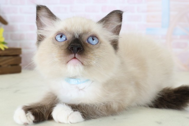 神奈川県のラグドール (Coo&RIKU藤沢店/2026年6月4日生まれ/男の子/シールポイントミテッド)の子猫の3枚目の画像