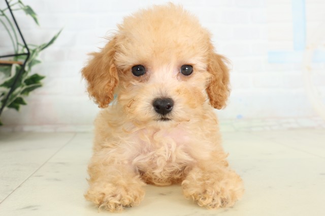 山口県のトイプードル(トイ) (Coo&RIKUサンパークあじす店/2026年6月13日生まれ/男の子/クリーム)の子犬の1枚目の画像