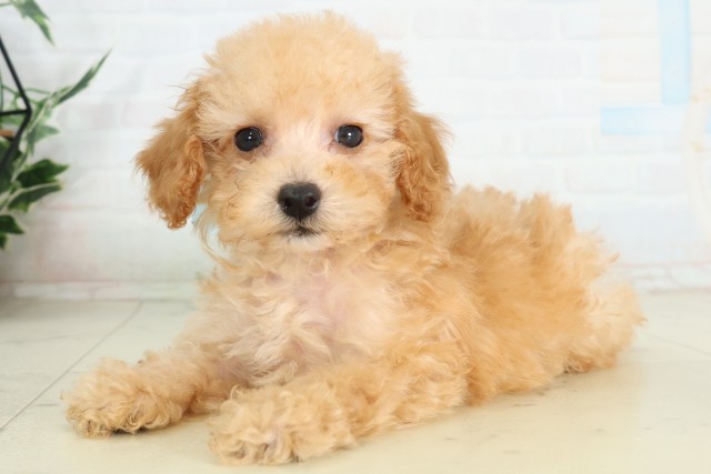 山口県のトイプードル(トイ) (Coo&RIKUサンパークあじす店/2026年6月13日生まれ/男の子/クリーム)の子犬の3枚目の画像