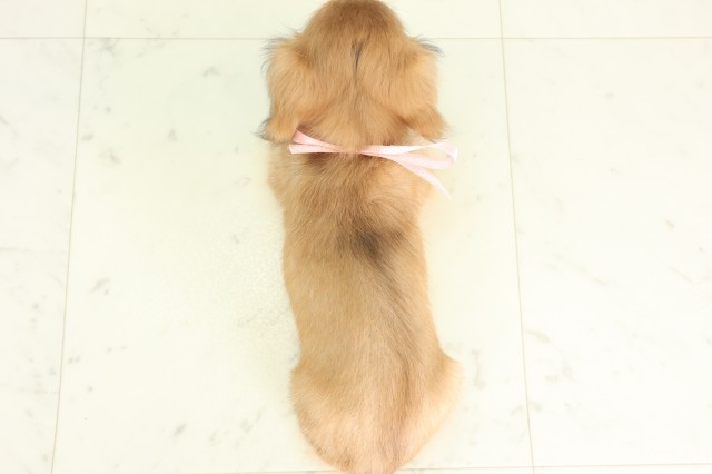 愛媛県のカニンヘンダックスフンド(ロング) (Coo&RIKUイオンタウン川之江店/2026年6月12日生まれ/女の子/シェーデットイエロー)の子犬の4枚目の画像