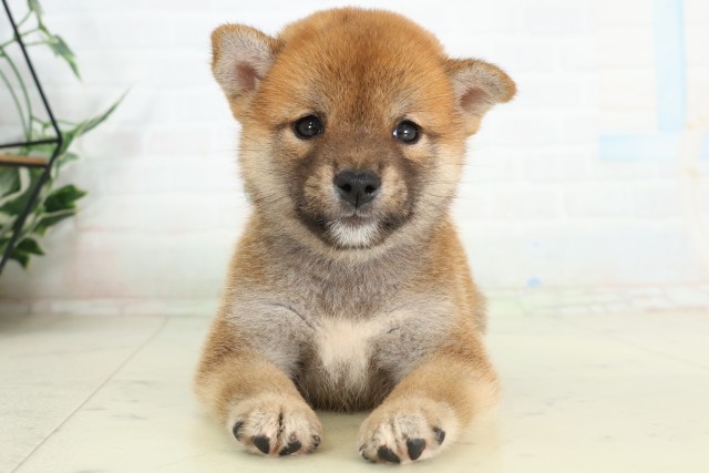 徳島県の柴犬(標準サイズ) (Coo&RIKU徳島店/2026年6月14日生まれ/男の子/赤)の子犬の1枚目の画像