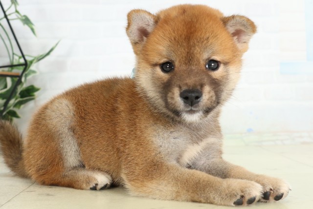 徳島県の柴犬(標準サイズ) (Coo&RIKU徳島店/2026年6月14日生まれ/男の子/赤)の子犬の2枚目の画像