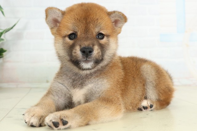 徳島県の柴犬(標準サイズ) (Coo&RIKU徳島店/2026年6月14日生まれ/男の子/赤)の子犬の3枚目の画像
