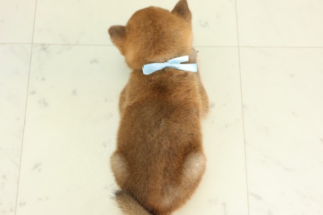 徳島県の柴犬(標準サイズ) (Coo&RIKU徳島店/2026年6月14日生まれ/男の子/赤)の子犬の4枚目の画像