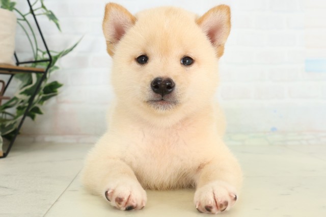 埼玉県の柴犬(標準サイズ) (Coo&RIKU熊谷ニットーモール店/2026年6月14日生まれ/男の子/白)の子犬の1枚目の画像