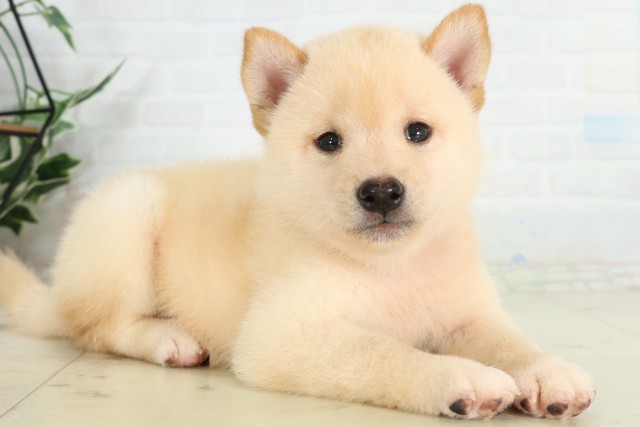 埼玉県の柴犬(標準サイズ) (Coo&RIKU熊谷ニットーモール店/2026年6月14日生まれ/男の子/白)の子犬の2枚目の画像
