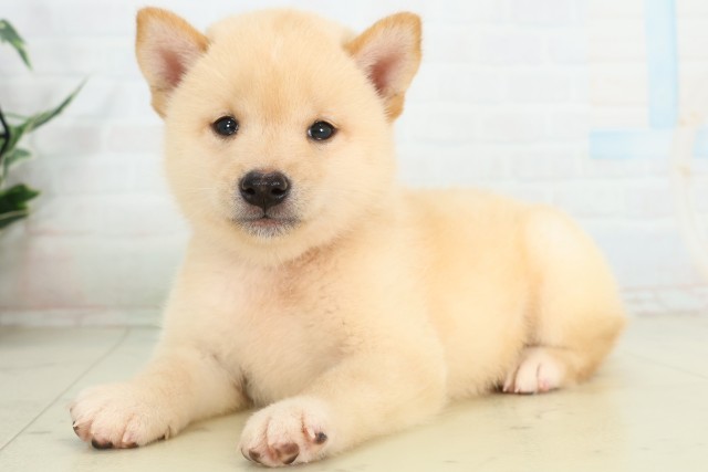 埼玉県の柴犬(標準サイズ) (Coo&RIKU熊谷ニットーモール店/2026年6月14日生まれ/男の子/白)の子犬の3枚目の画像