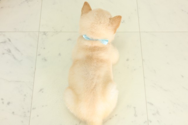 埼玉県の柴犬(標準サイズ) (Coo&RIKU熊谷ニットーモール店/2026年6月14日生まれ/男の子/白)の子犬の4枚目の画像