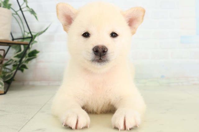 広島県の柴犬(標準サイズ) (Coo&RIKU広島北店/2026年6月14日生まれ/男の子/白)の子犬の1枚目の画像