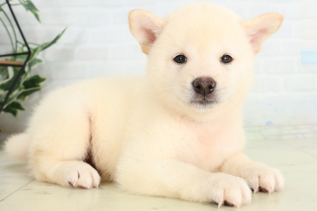 広島県の柴犬(標準サイズ) (Coo&RIKU広島北店/2026年6月14日生まれ/男の子/白)の子犬の2枚目の画像