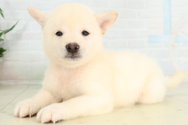 広島県の柴犬(標準サイズ) (Coo&RIKU広島北店/2026年6月14日生まれ/男の子/白)の子犬の3枚目の画像