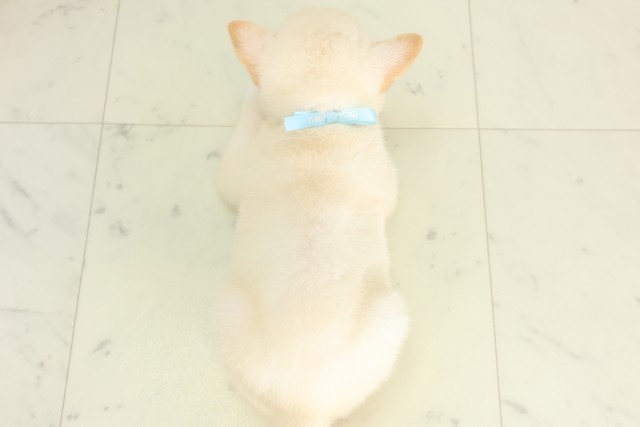広島県の柴犬(標準サイズ) (Coo&RIKU広島北店/2026年6月14日生まれ/男の子/白)の子犬の4枚目の画像
