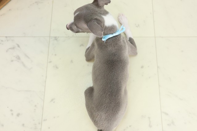 千葉県のイタリアングレーハウンド (Coo&RIKU東船橋店/2026年6月5日生まれ/男の子/ブルーホワイト)の子犬の4枚目の画像