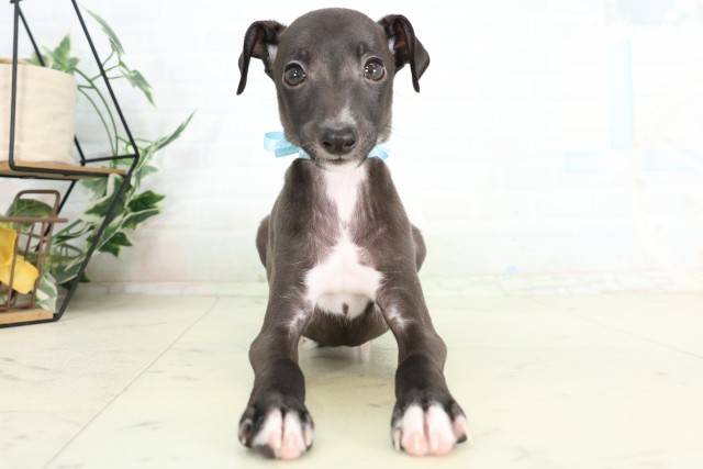 徳島県のイタリアングレーハウンド (Coo&RIKU徳島店/2026年6月5日生まれ/男の子/シールホワイト)の子犬の1枚目の画像