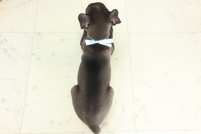 徳島県のイタリアングレーハウンド (Coo&RIKU徳島店/2026年6月5日生まれ/男の子/シールホワイト)の子犬の4枚目の画像