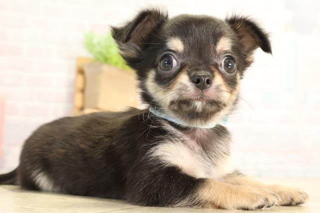 愛知県のチワワ(ロング) (Coo&RIKU豊田店/2026年6月12日生まれ/男の子/ブラックタンホワイト)の子犬の2枚目の画像
