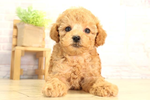 三重県のトイプードル(トイ) (Coo&RIKU津高茶屋店/2026年6月13日生まれ/女の子/レッド)の子犬の1枚目の画像