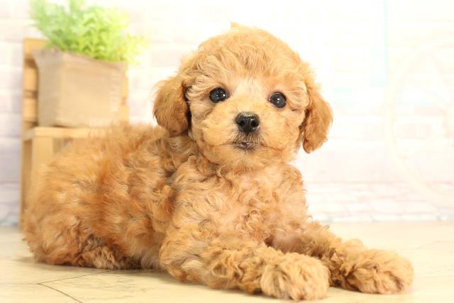 三重県のトイプードル(トイ) (Coo&RIKU津高茶屋店/2026年6月13日生まれ/女の子/レッド)の子犬の2枚目の画像