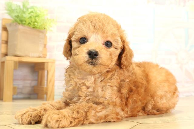 三重県のトイプードル(トイ) (Coo&RIKU津高茶屋店/2026年6月13日生まれ/女の子/レッド)の子犬の3枚目の画像