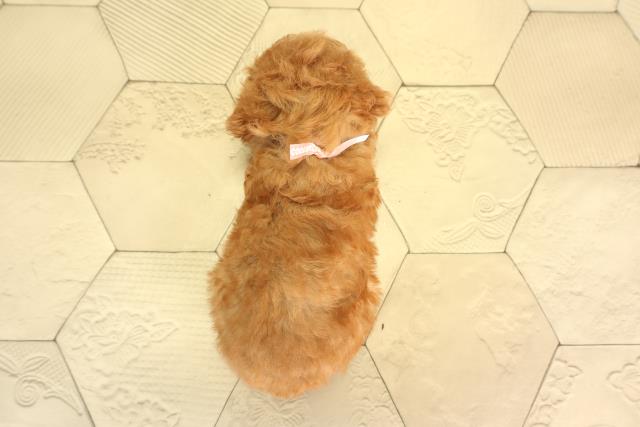 三重県のトイプードル(トイ) (Coo&RIKU津高茶屋店/2026年6月13日生まれ/女の子/レッド)の子犬の4枚目の画像
