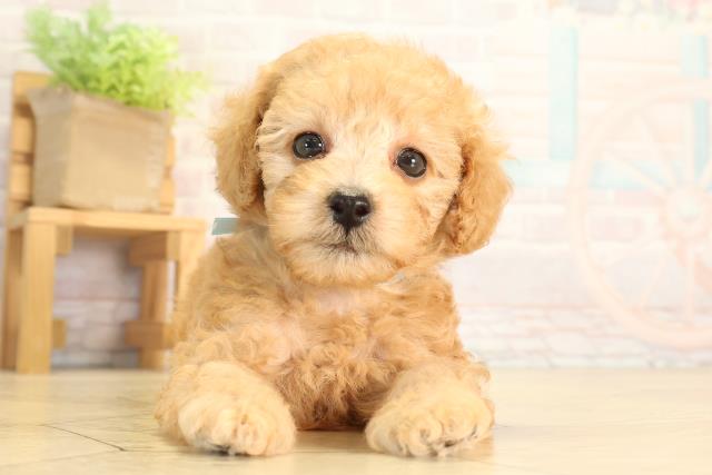愛知県のトイプードル(トイ) (Coo&RIKU豊田店/2026年6月13日生まれ/男の子/アプリコット)の子犬の1枚目の画像