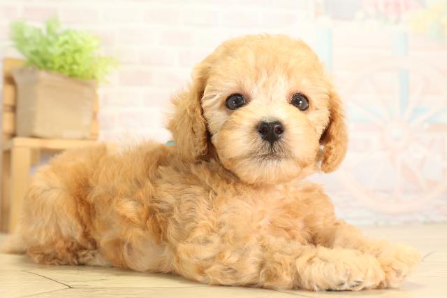 愛知県のトイプードル(トイ) (Coo&RIKU豊田店/2026年6月13日生まれ/男の子/アプリコット)の子犬の2枚目の画像