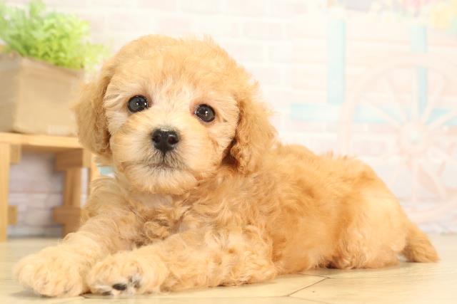 愛知県のトイプードル(トイ) (Coo&RIKU豊田店/2026年6月13日生まれ/男の子/アプリコット)の子犬の3枚目の画像