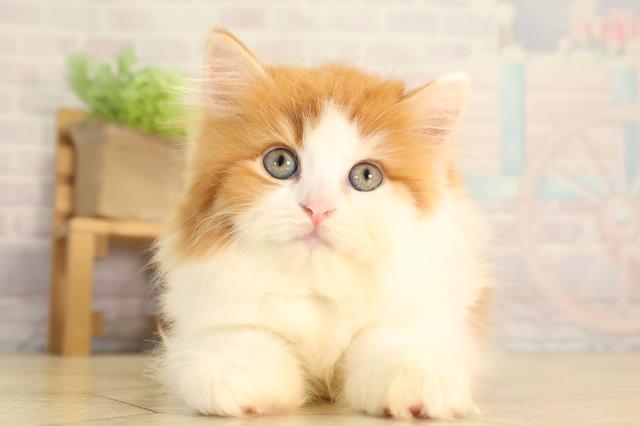 マンチカン（長足）