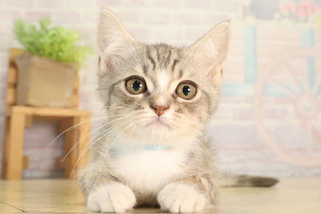 愛知県のマンチカン (Coo&RIKU豊橋店/2026年5月28日生まれ/男の子/シルバータビーホワイト)の子猫の1枚目の画像