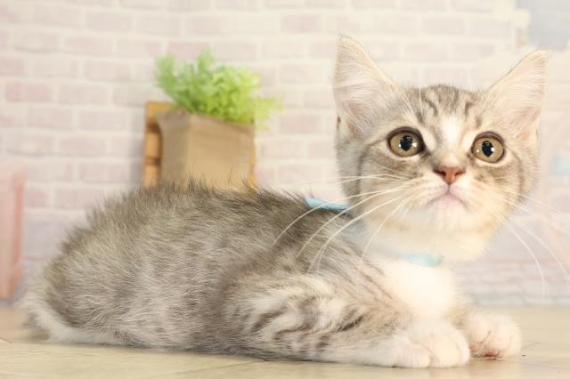 愛知県のマンチカン (Coo&RIKU豊橋店/2026年5月28日生まれ/男の子/シルバータビーホワイト)の子猫の2枚目の画像