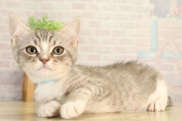 愛知県のマンチカン (Coo&RIKU豊橋店/2026年5月28日生まれ/男の子/シルバータビーホワイト)の子猫の3枚目の画像