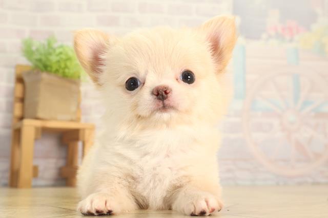 三重県のチワワ(ロング) (Coo&RIKU津高茶屋店/2026年6月13日生まれ/男の子/クリーム)の子犬の1枚目の画像