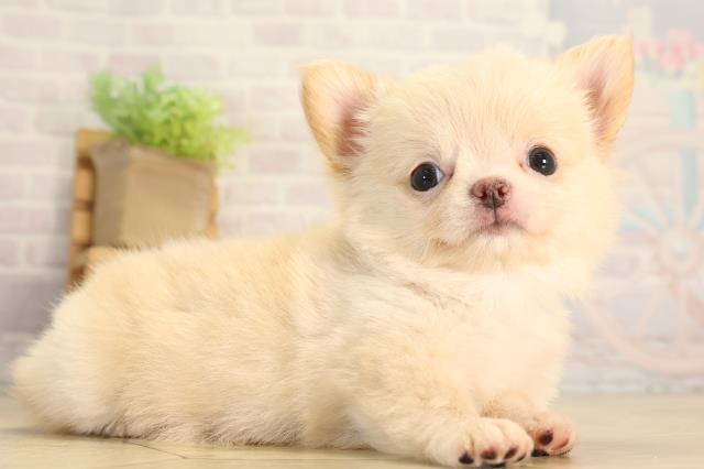 三重県のチワワ(ロング) (Coo&RIKU津高茶屋店/2026年6月13日生まれ/男の子/クリーム)の子犬の2枚目の画像