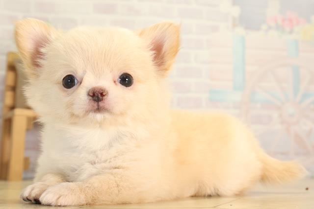 三重県のチワワ(ロング) (Coo&RIKU津高茶屋店/2026年6月13日生まれ/男の子/クリーム)の子犬の3枚目の画像