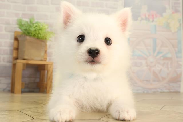 愛知県の日本スピッツ (Coo&RIKU岡崎店/2026年6月12日生まれ/男の子/ホワイト)の子犬の1枚目の画像
